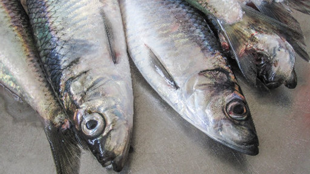 Vinnuligar fiskiroyndir eftir norðhavssild fyri 2021