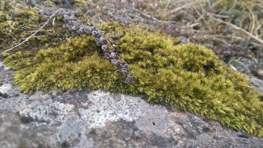 Náttúrumargfeldislógin send til hoyringar
