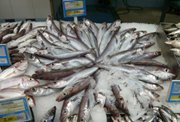 Vinnuligar fiskiroyndir eftir svartkjafti fyri 2021