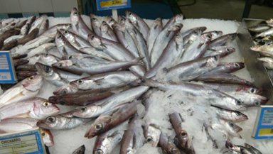 Vinnuligar fiskiroyndir eftir svartkjafti í 2022