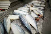 Kunning um vinnuligar fiskiroyndir eftir makreli í 2022