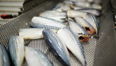 Vinnuligar fiskiroyndir eftir makreli í 2022