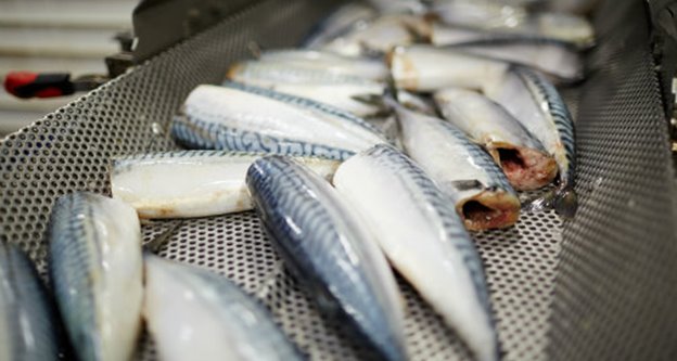 Vinnuligar fiskiroyndir eftir makreli í 2022