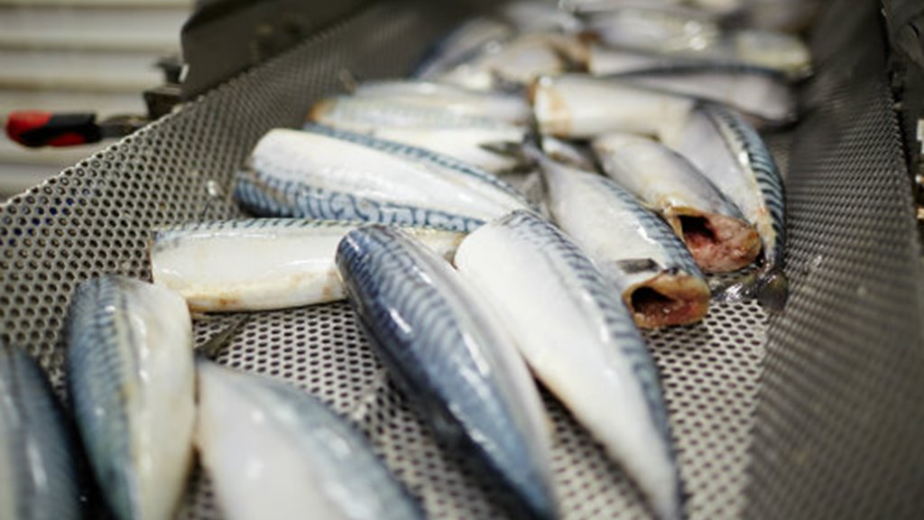 Vinnuligar fiskiroyndir eftir makreli í 2023