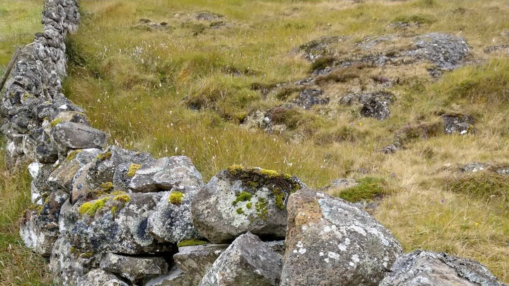 Farið verður undir at gera lóg um gongd í haga