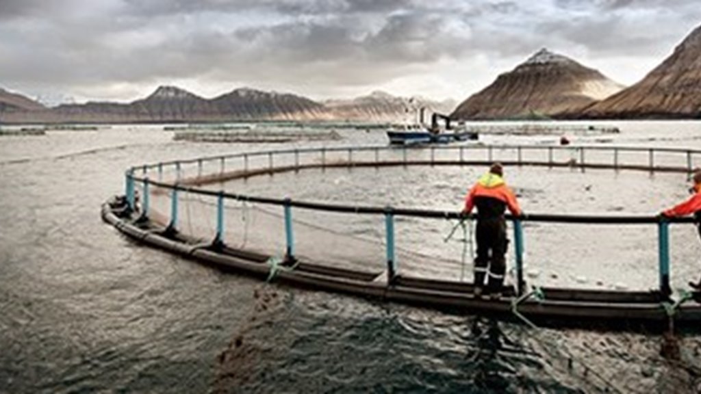 Alivinnan heldur fram at vaksa