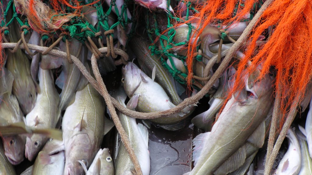 Ráðstevnan um virðisvøkstur í fiskivinnuni verður 8. juni 2023