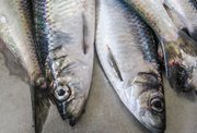 Vinnuligar fiskiroyndir eftir makreli og norðhavssild í 2021