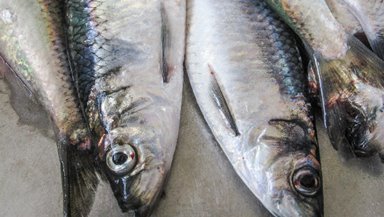 Vinnuligar fiskiroyndir eftir norðhavssild í 2022